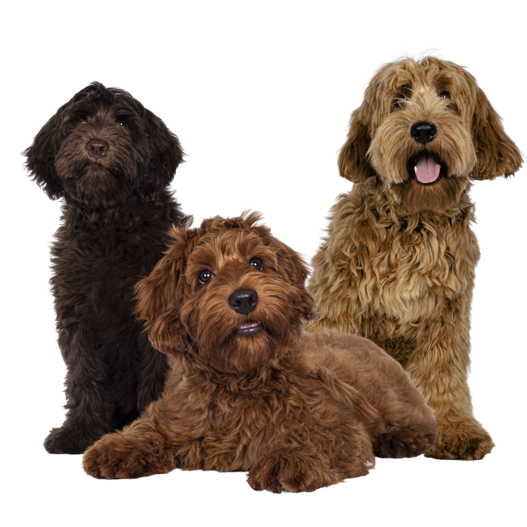 Little Paws Playcare