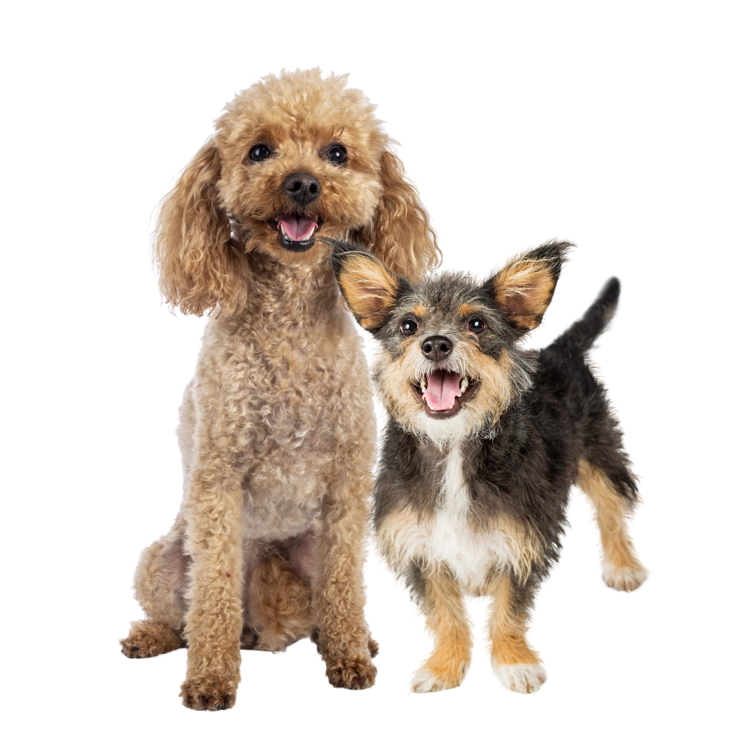 Little Paws Playcare